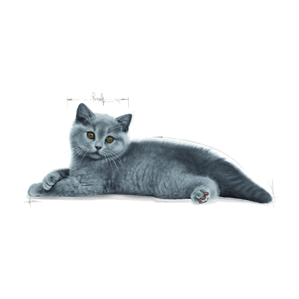 British Shorthair Kitten Kering - Royal Canin