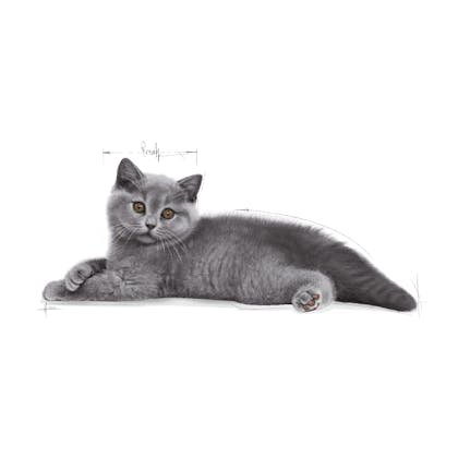 FBN2016_KITTEN BRITISH SHORTHAIR_BOTTOM