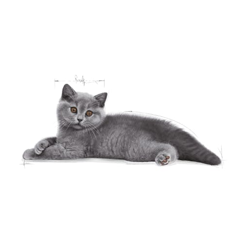 British Shorthair Kitten