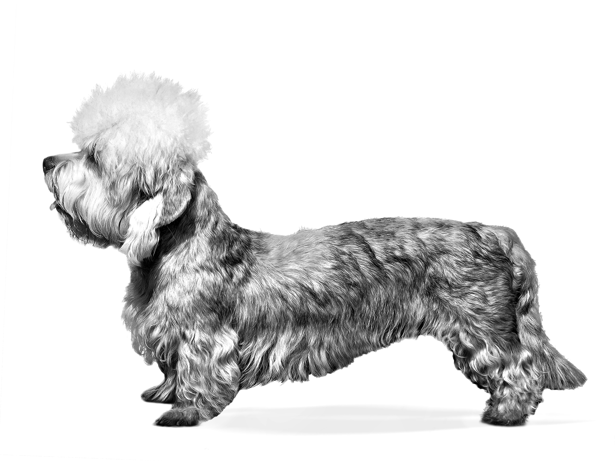 Dandie Dinmont Terrier in bianco e nero