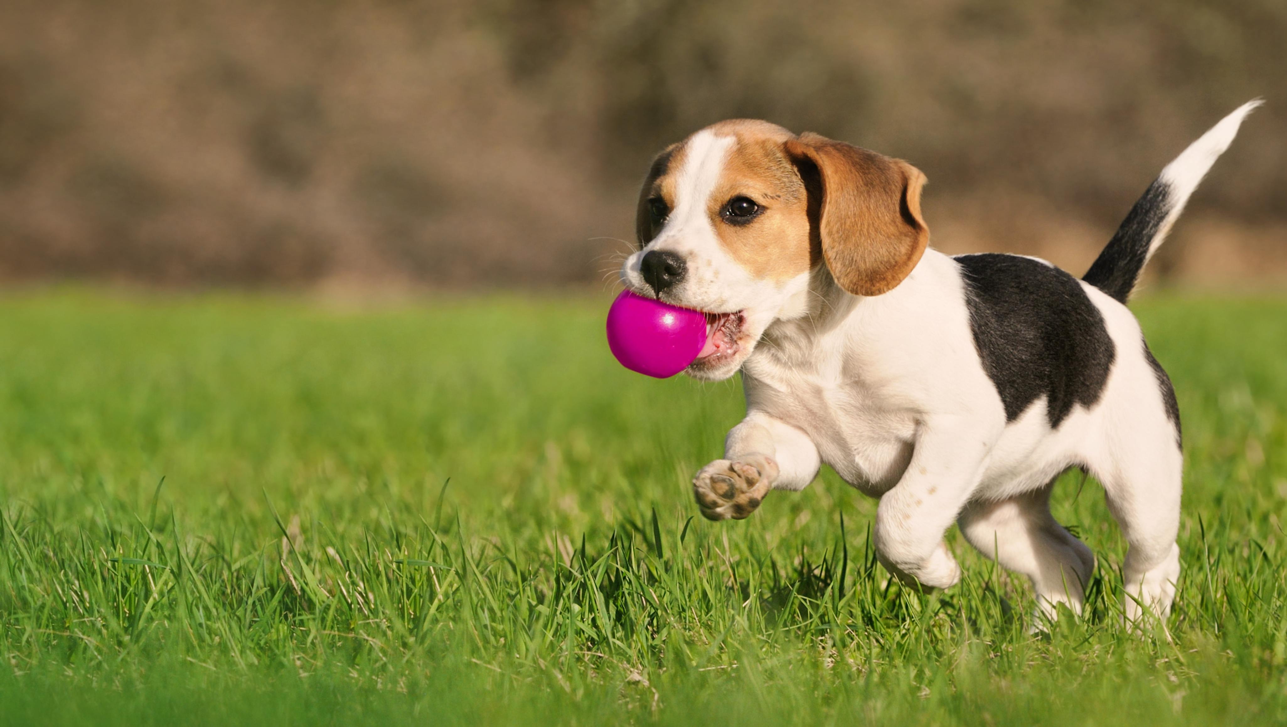 a jack russell puppy running outside in the grass with a pink ball in his mouth 