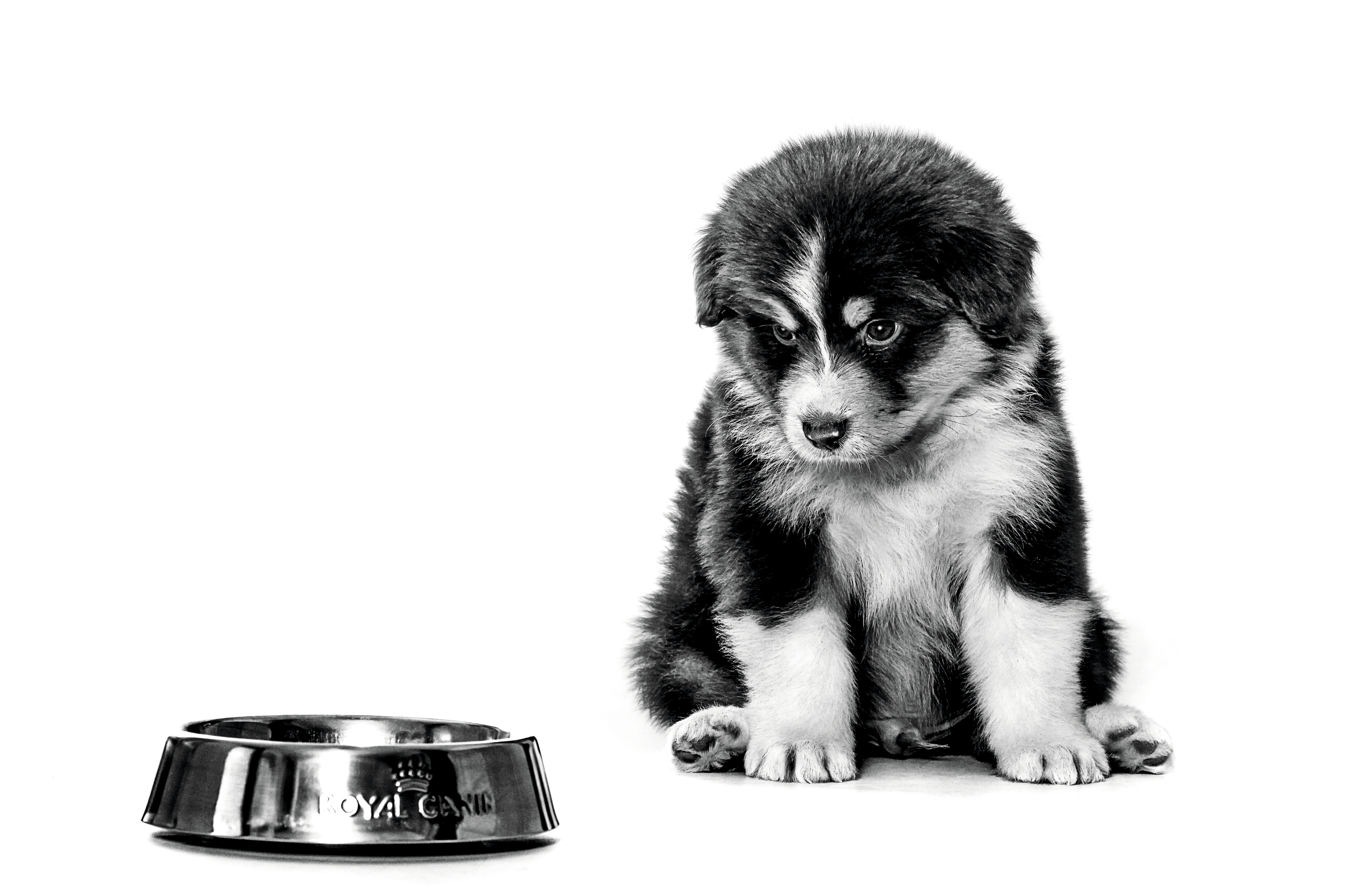 Australian Shepherd puppy sitting in black and white looking at a metal bowl