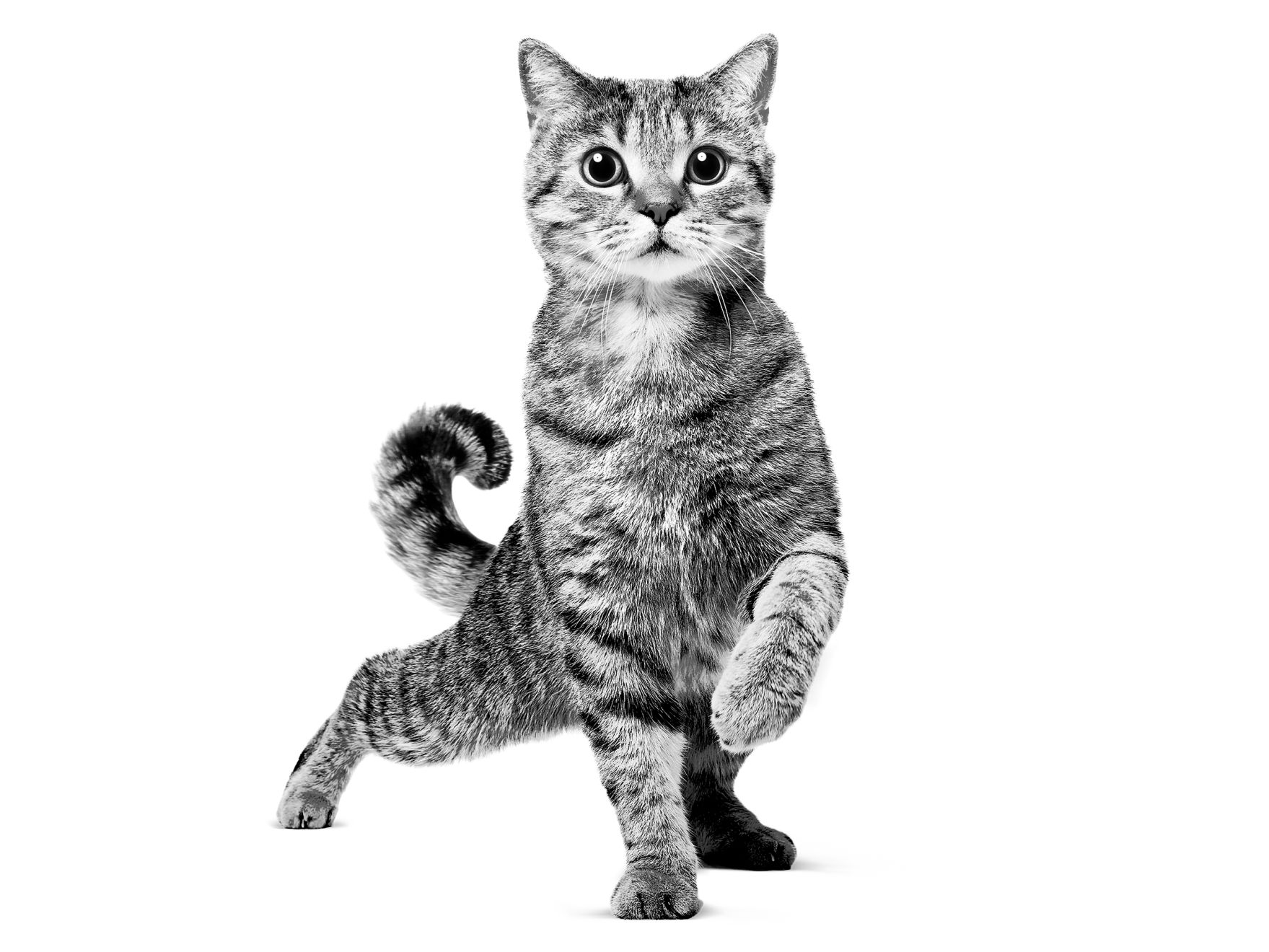 Scottish straight adult in black and white