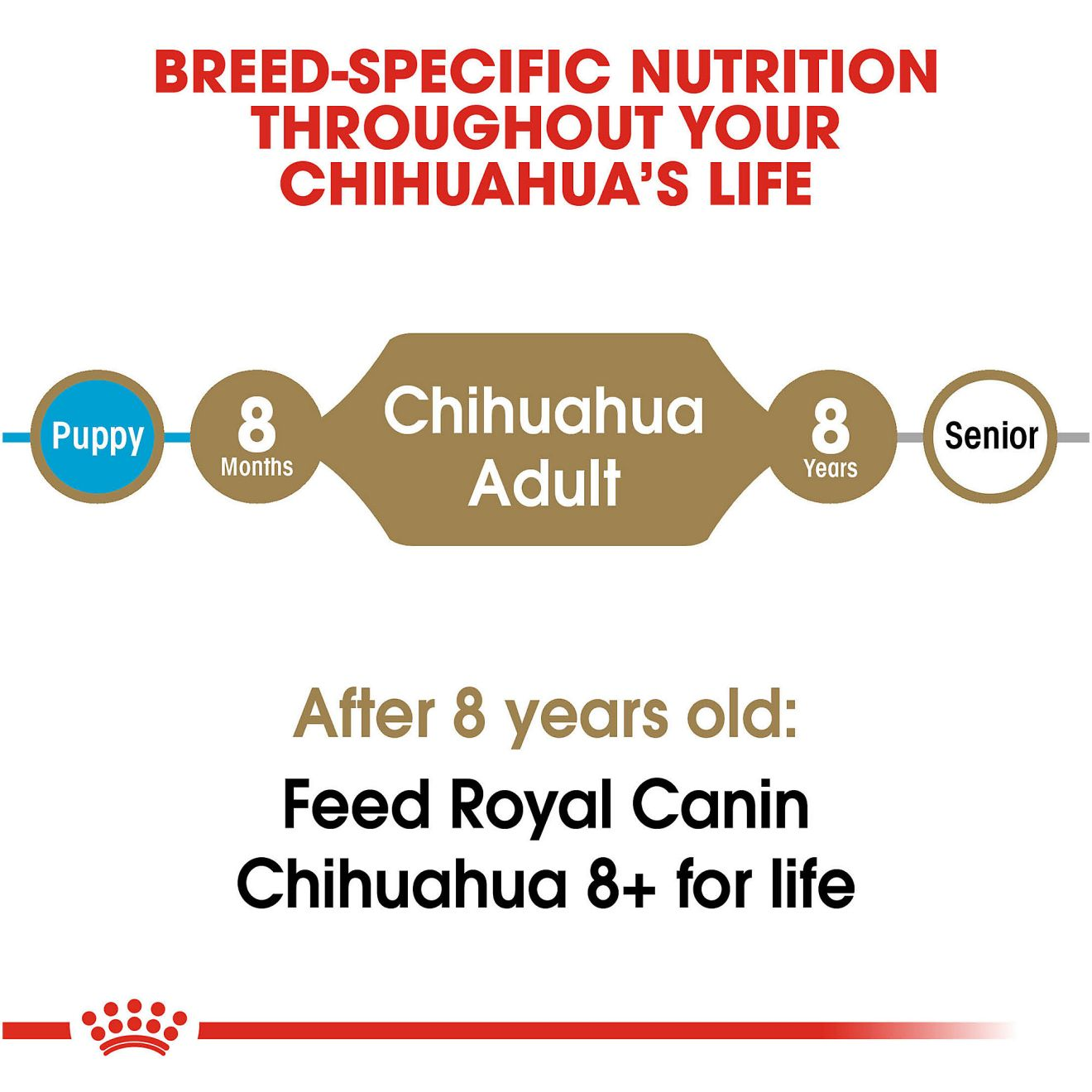 Chihuahua Adult Dry Dog Food Royal Canin US