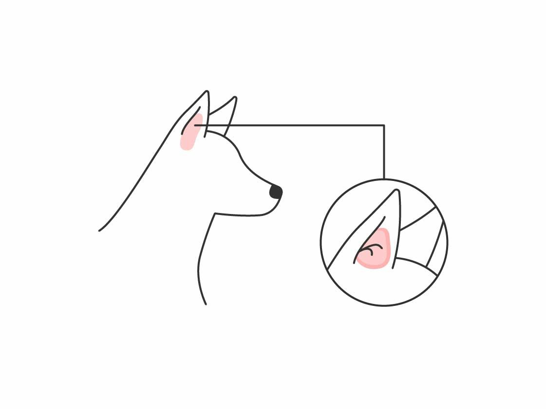 Illustration of a dog and a close up of their ear