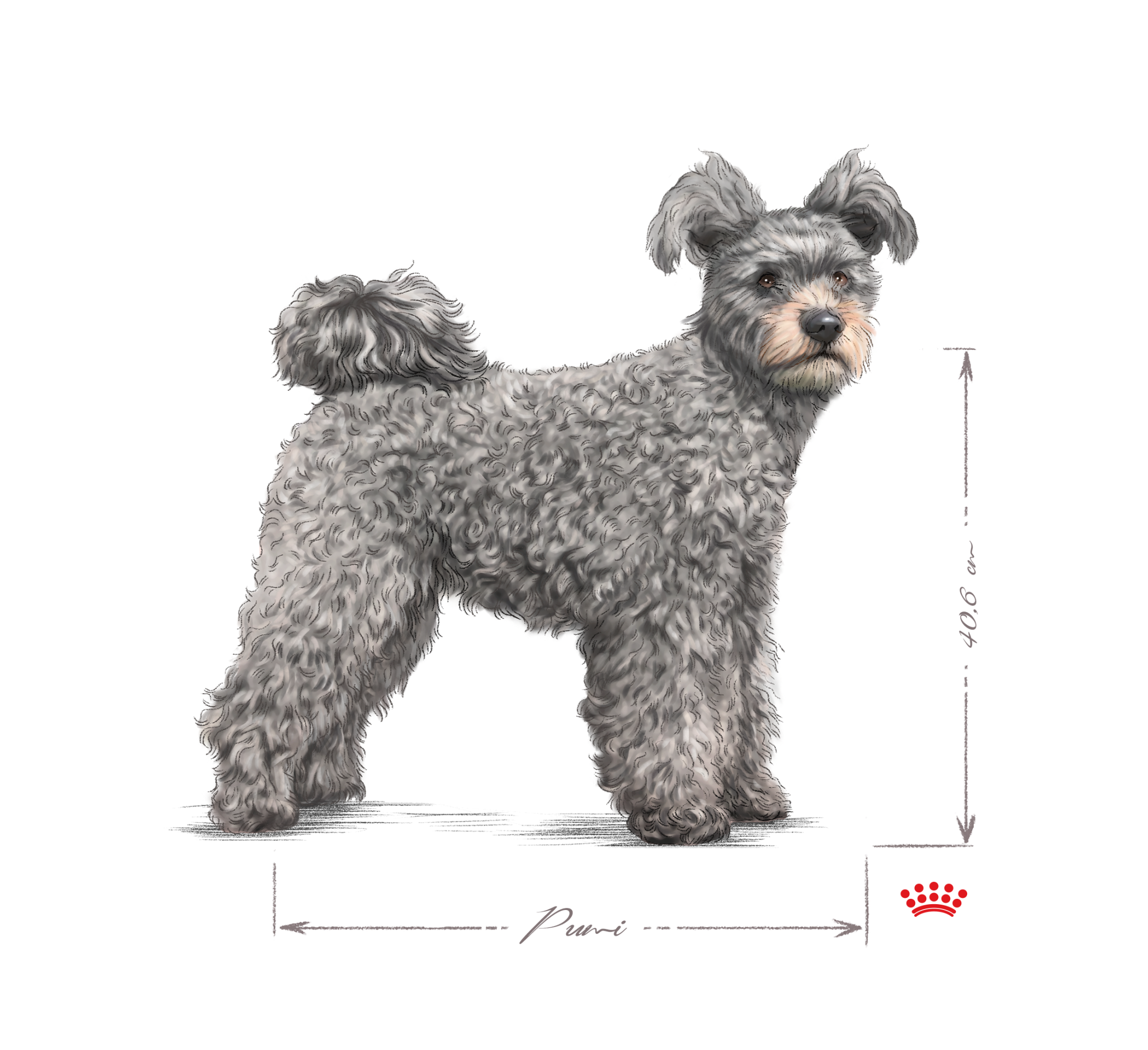 Pumi adult black and white