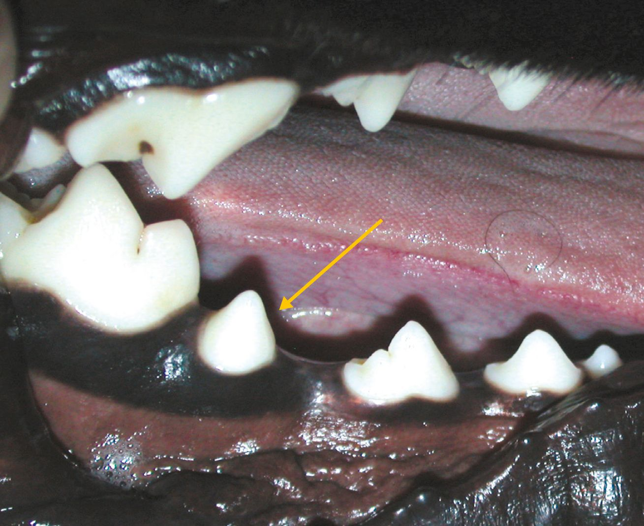 Dental disease in dogs and cats Vet Focus
