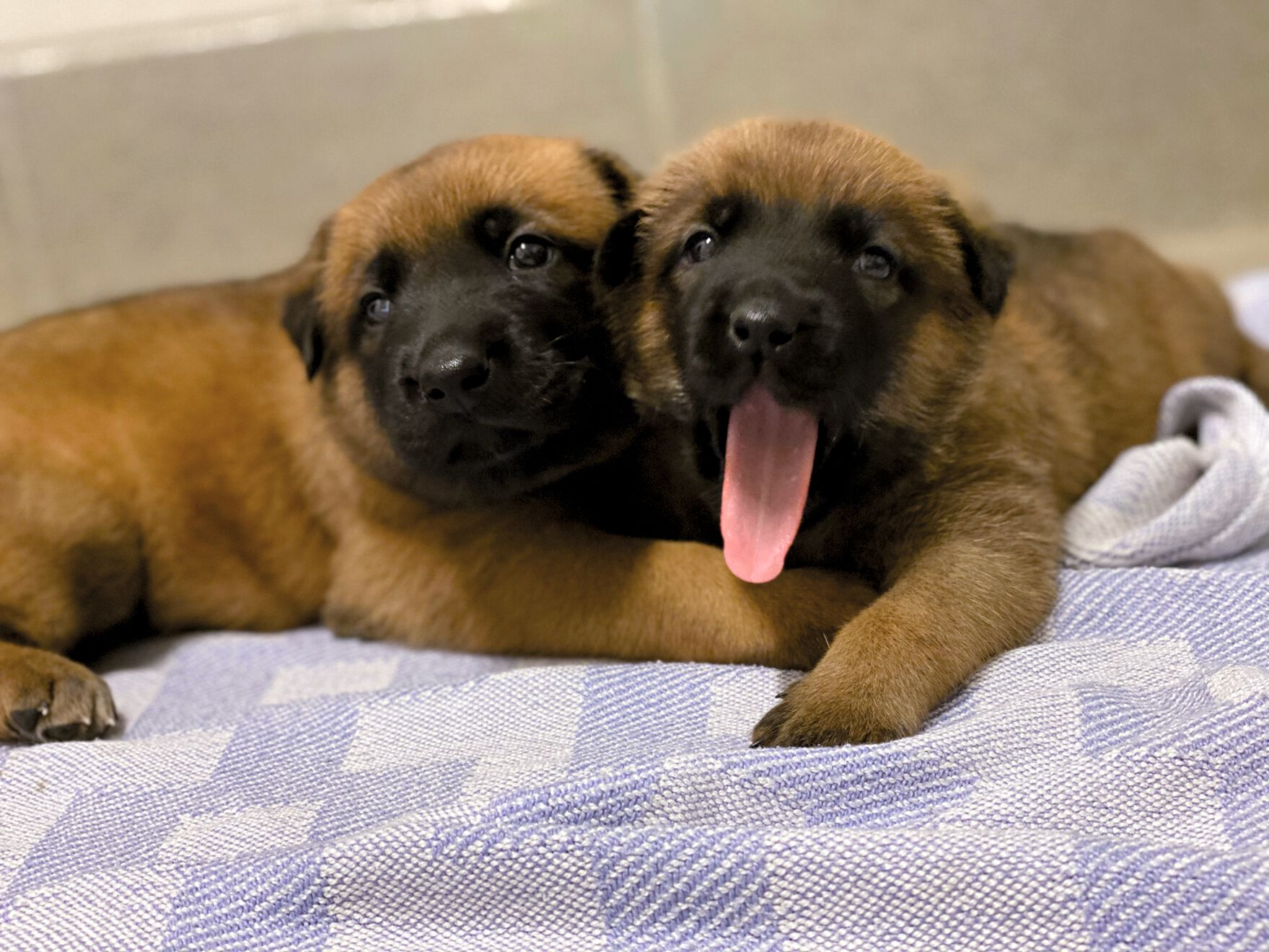 Deux chiots de 16 jours nés dans le cadre du programme d’élevage de chiens de travail de l’armée américaine. 