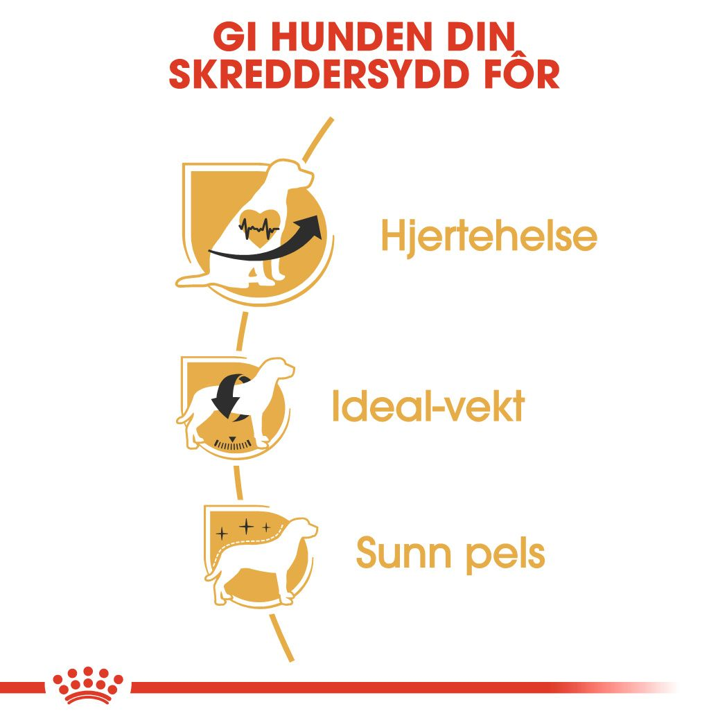 Cavalier King Charles Adult