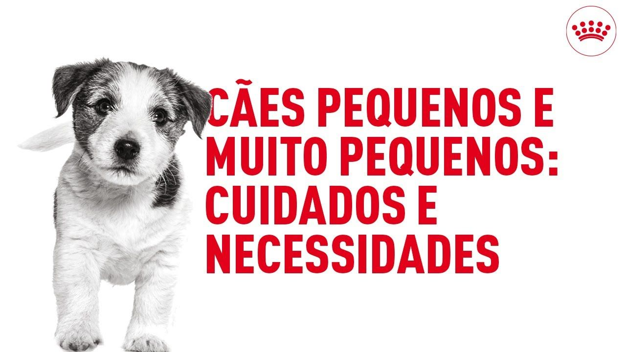 Cães pequenos e muito pequenos: cuidados e necessidades