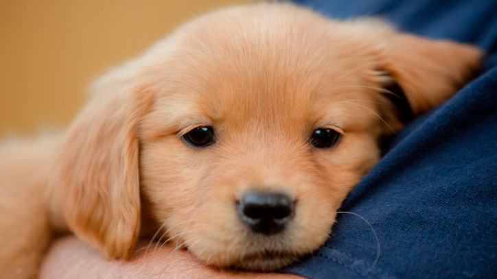 Chiot golden retriever tenu dans les bras