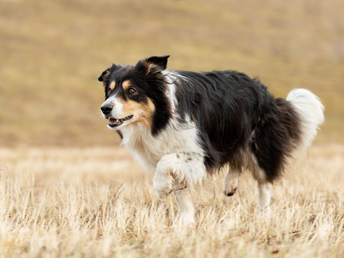 Un border collie courant à travers une prairie en hiver