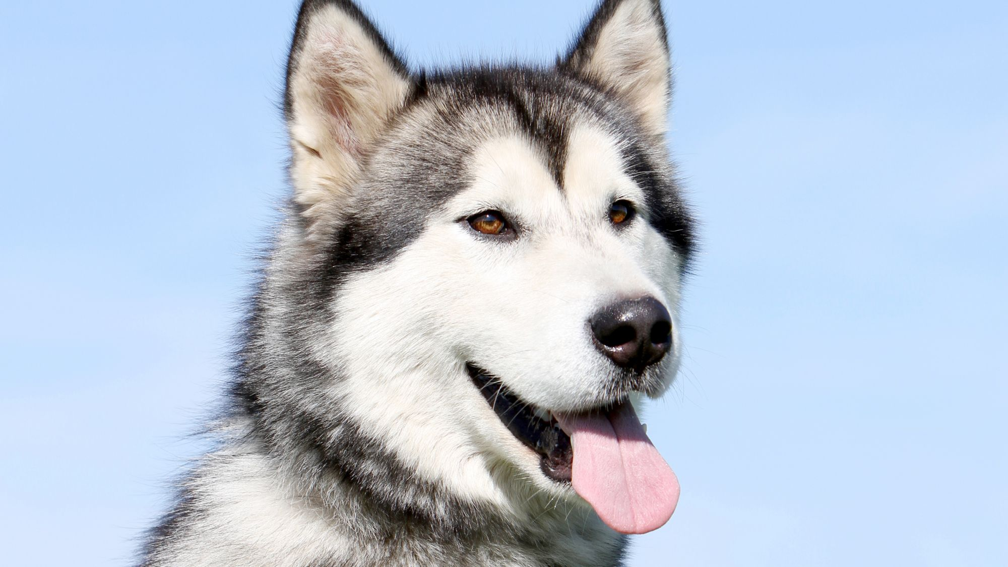 Alaskan Malamute sitting with its tongue out in front of blue sky