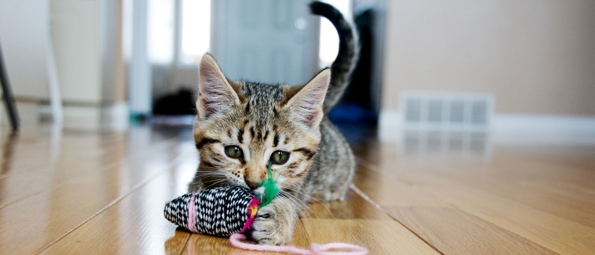 Magazine para gatos - Jogos para gatos e treino: brincadeiras com gatos  domésticos