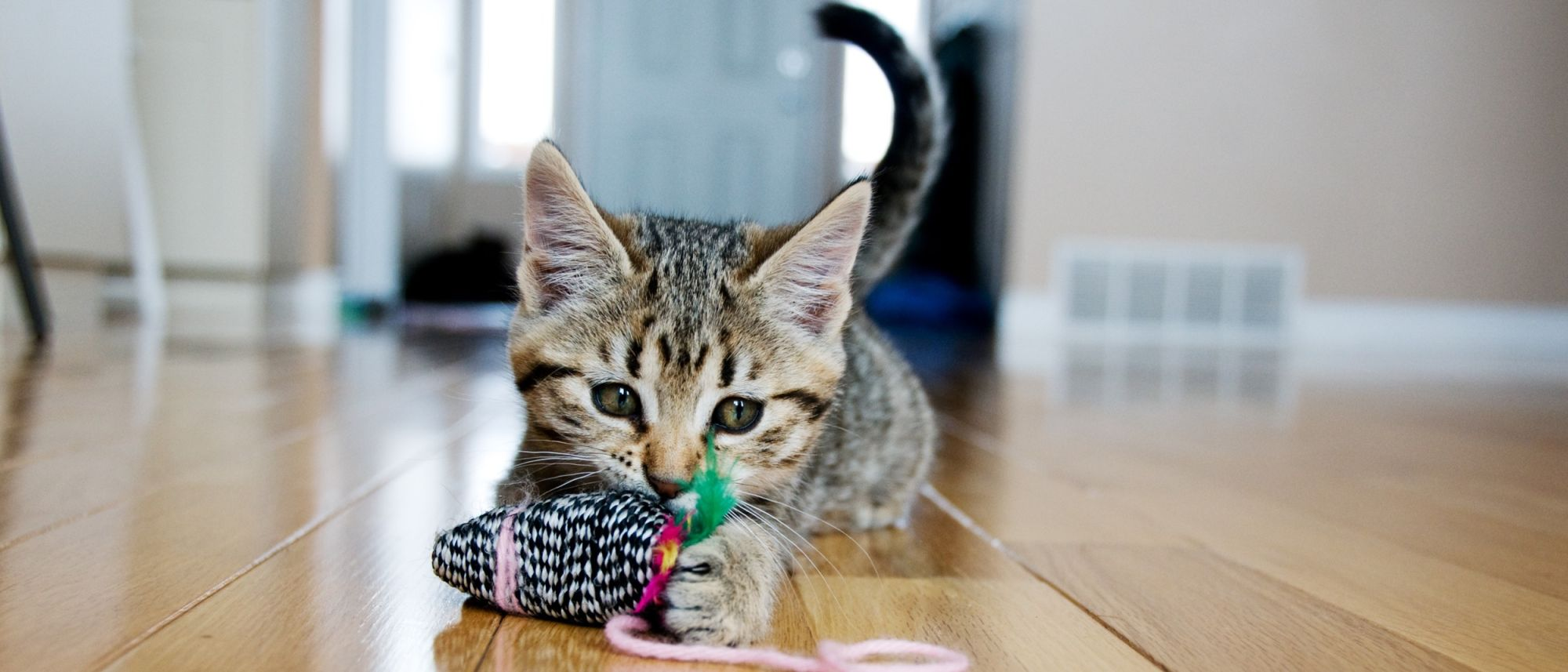 Como Brincar com Seu Gato  Jogos e Brinquedos Populares