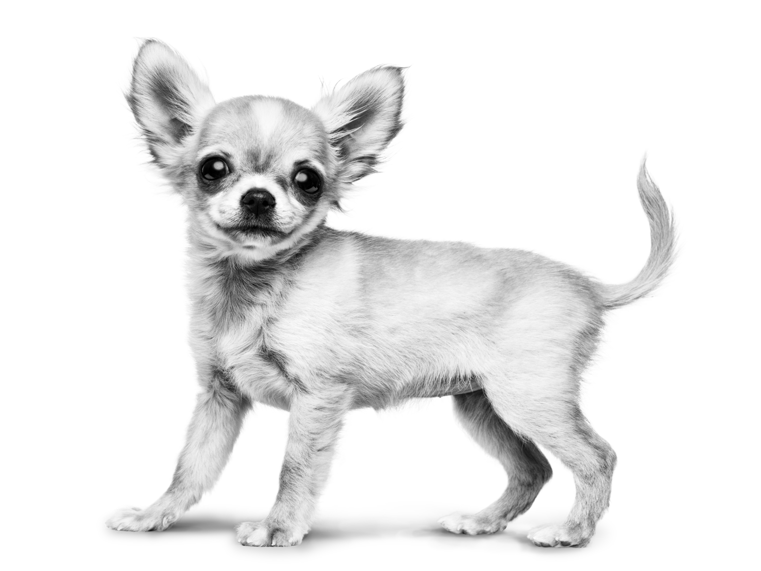 Chiot chihuahua debout regardant l'objectif en noir et blanc