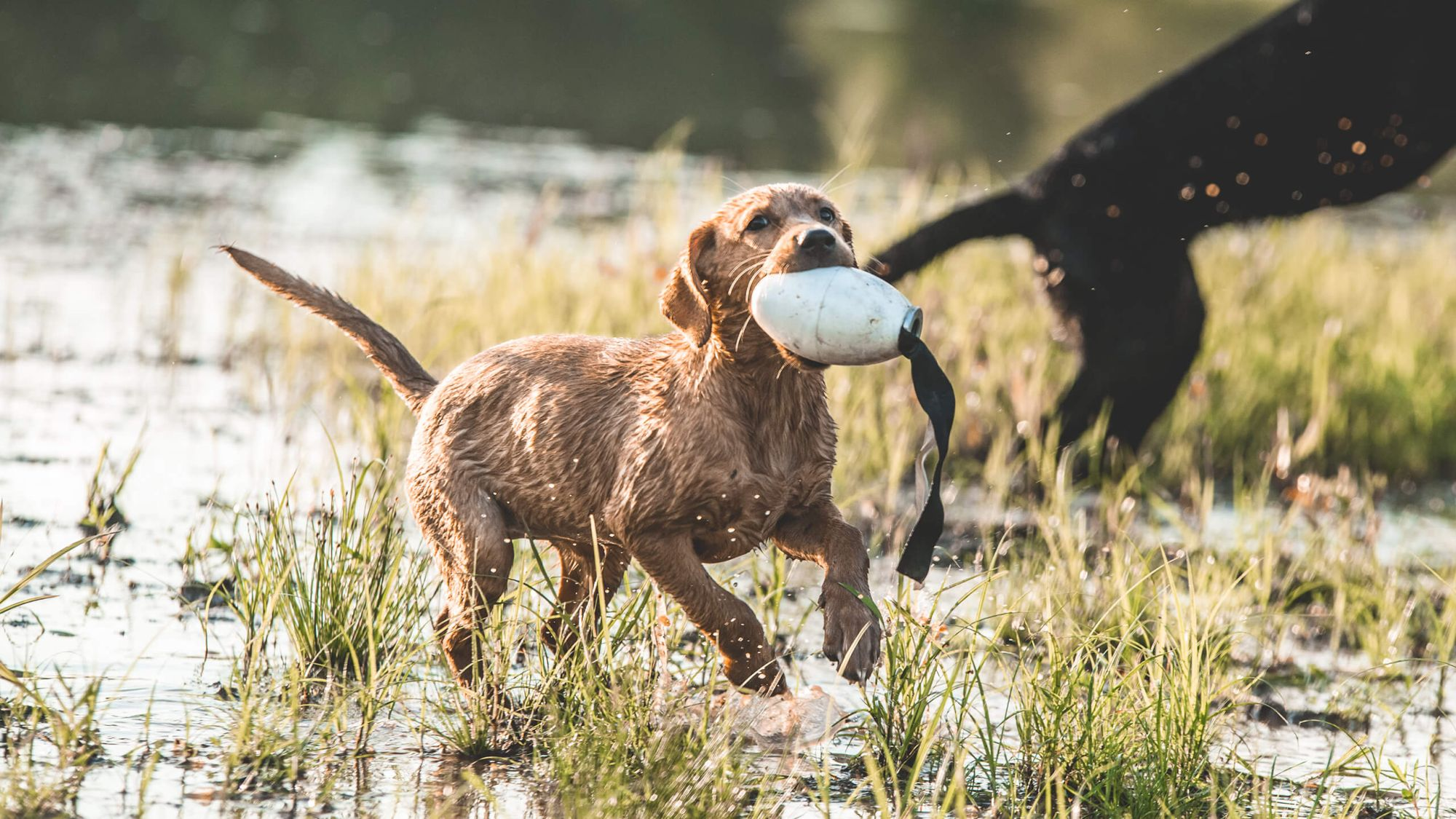 Sporting dog hot sale solutions