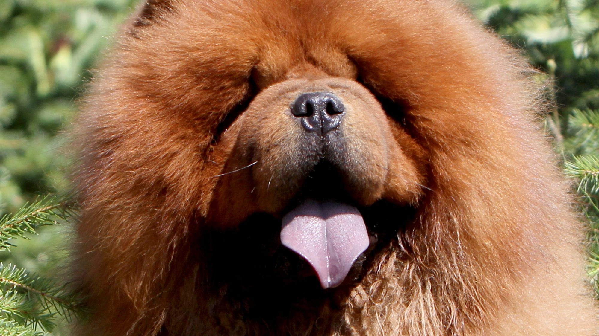 Close-up of a tan Chow Chow's face, tongue out