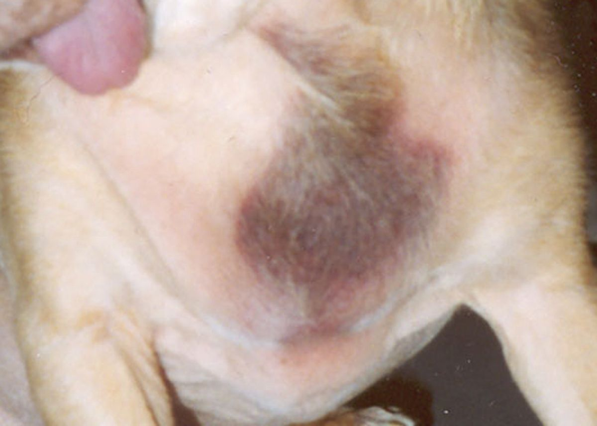 Figure 7. Ecchymose prononcée sur le cou résultant d’une ponction veineuse chez un Chihuahua de 7 ans souffrant d’hypercorticisme. Le seul autre signe dermatologique d’HC présent est une légère hypotrichose symétrique localisée à la tête, à la partie ventrale du cou, au thorax et à l’abdomen.© Patricia D. White