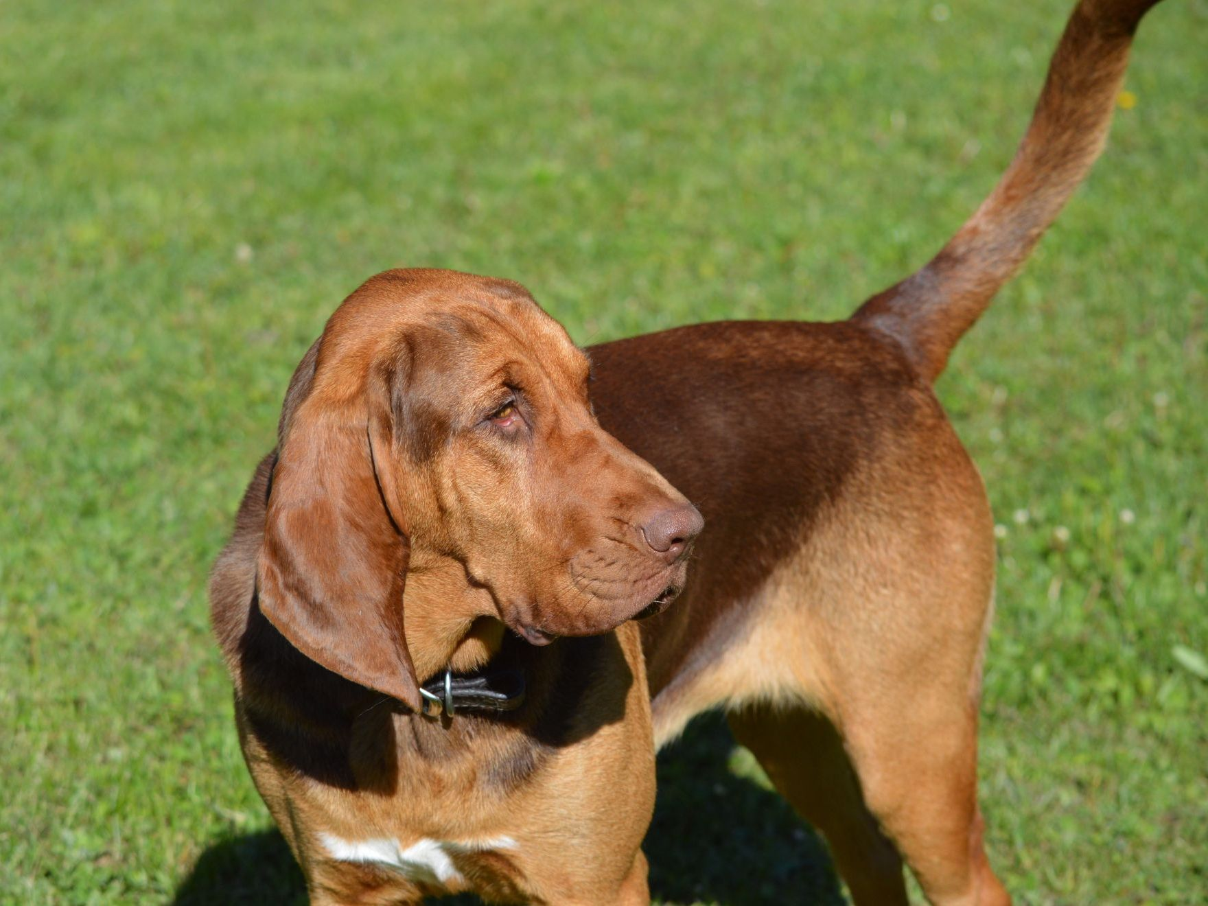 Gros plan d'un chien de Saint-Hubert