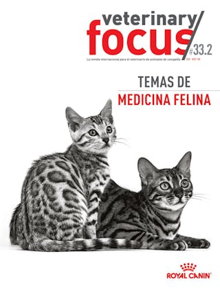 Temas de medicina felina