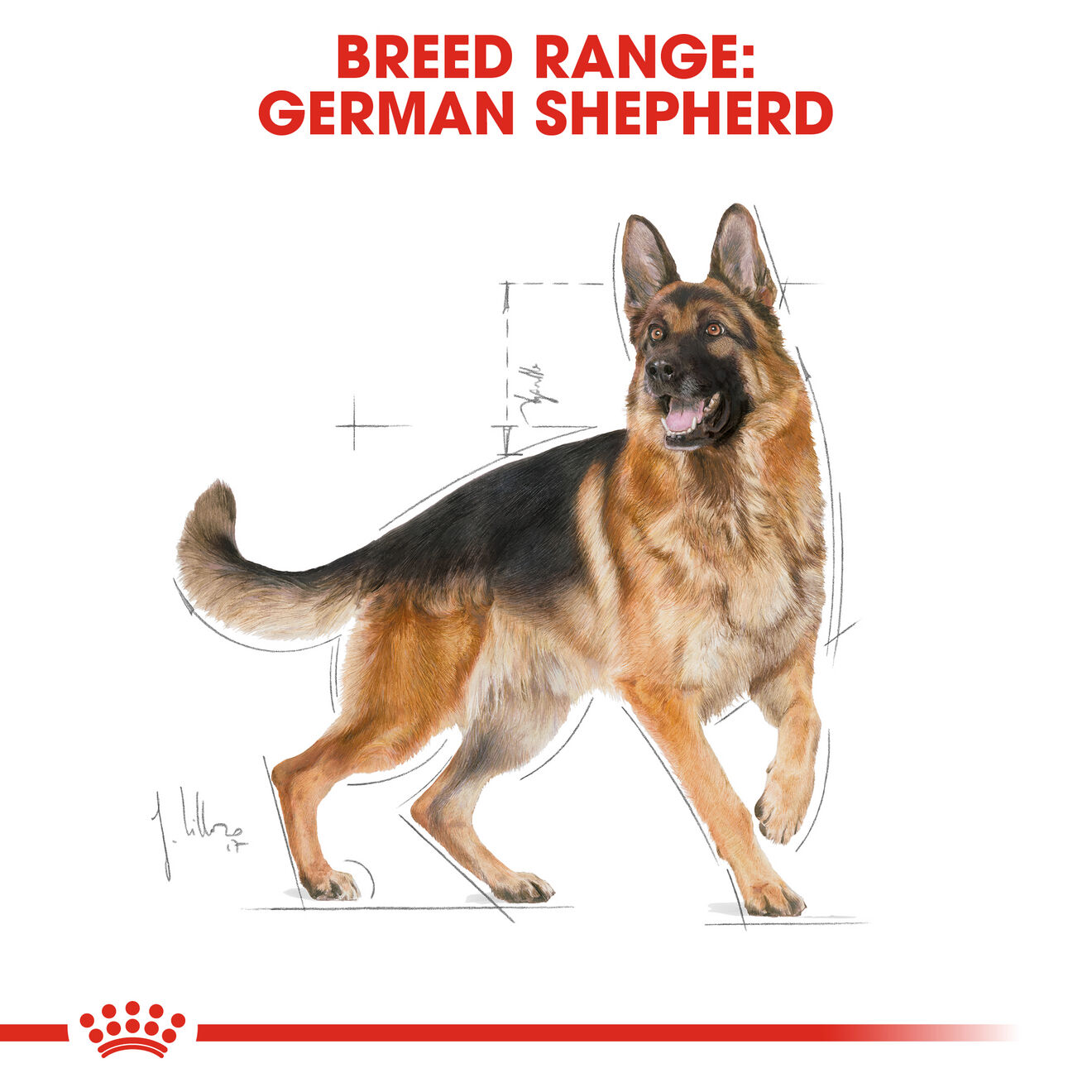 Royal canin professional german shepherd sale