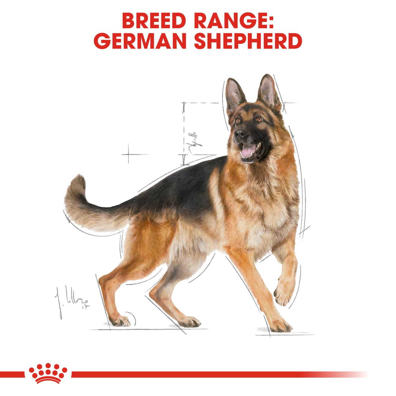 German Shepherd Adult Royal Canin IN