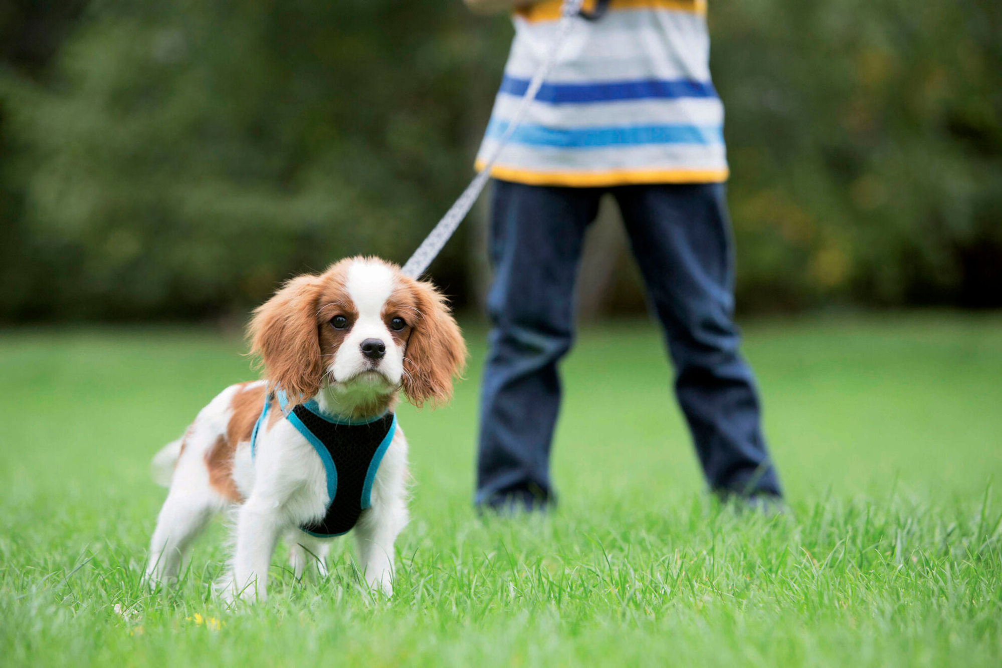 Die ersten Spaziergänge im Freien können eine einschüchternde Erfahrung für einen jungen Hundewelpen sein