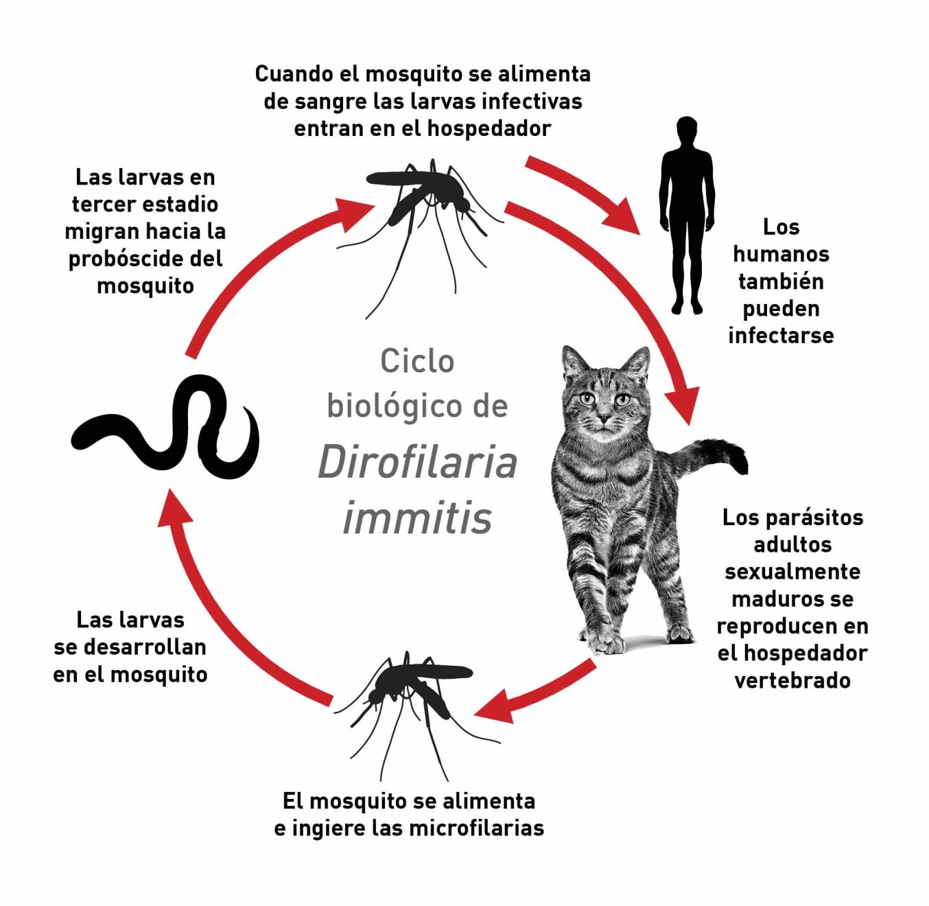 Ciclo biológico de Dirofilaria immitis
