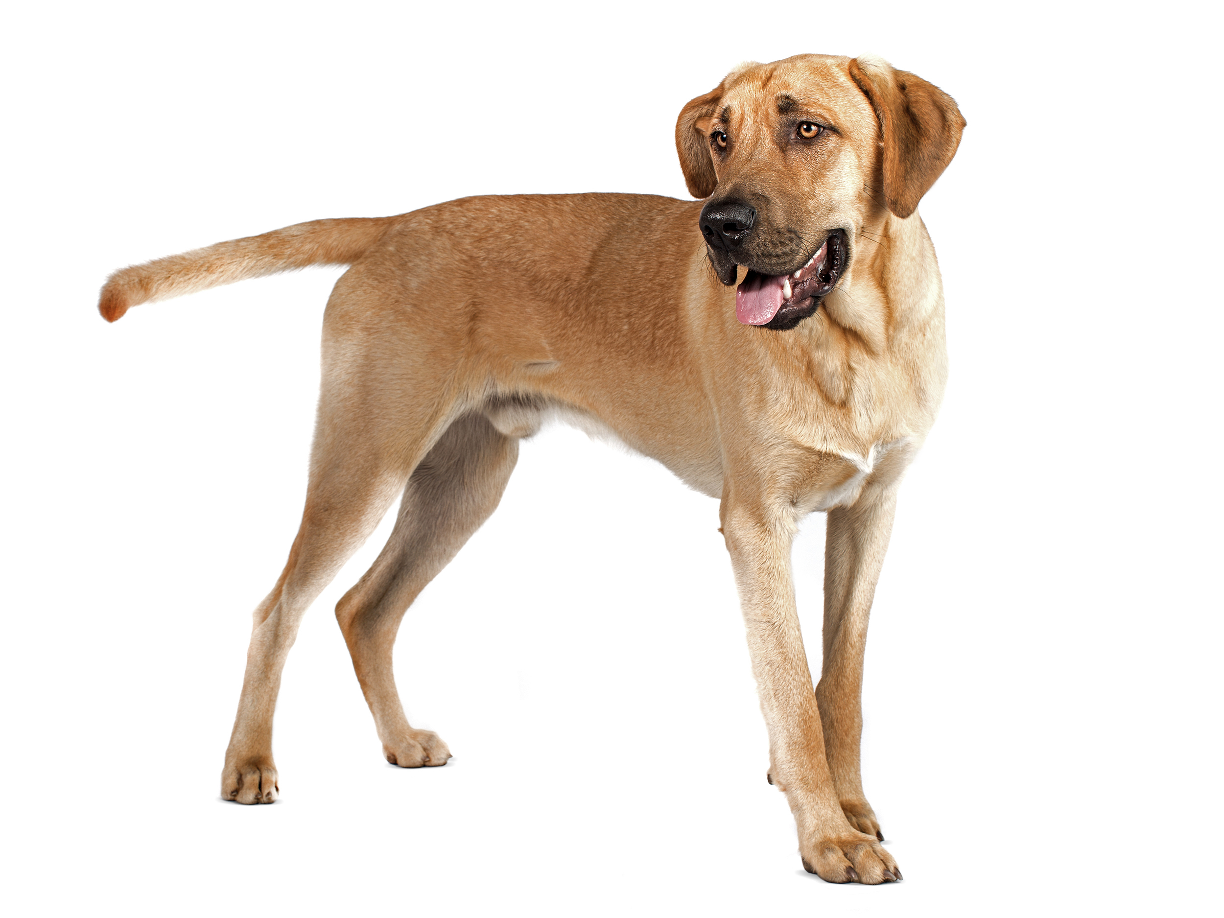 Royal canin clearance rhodesian ridgeback food