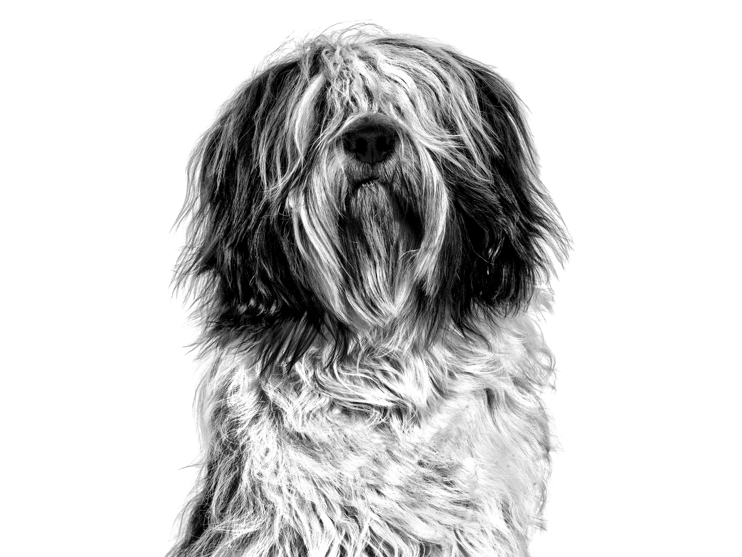 Polish Lowland Sheepdog adult in black and white