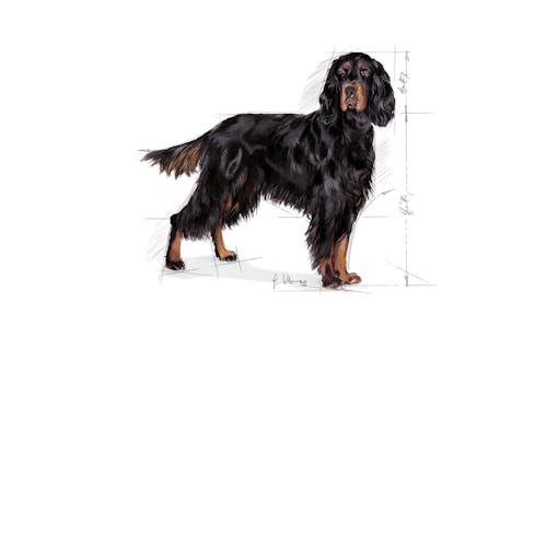 Maxi Sterilised – Dog Retail Products | Royal Canin Shop Maxi Sterilised – Dog Retail Products | Royal Canin Shop