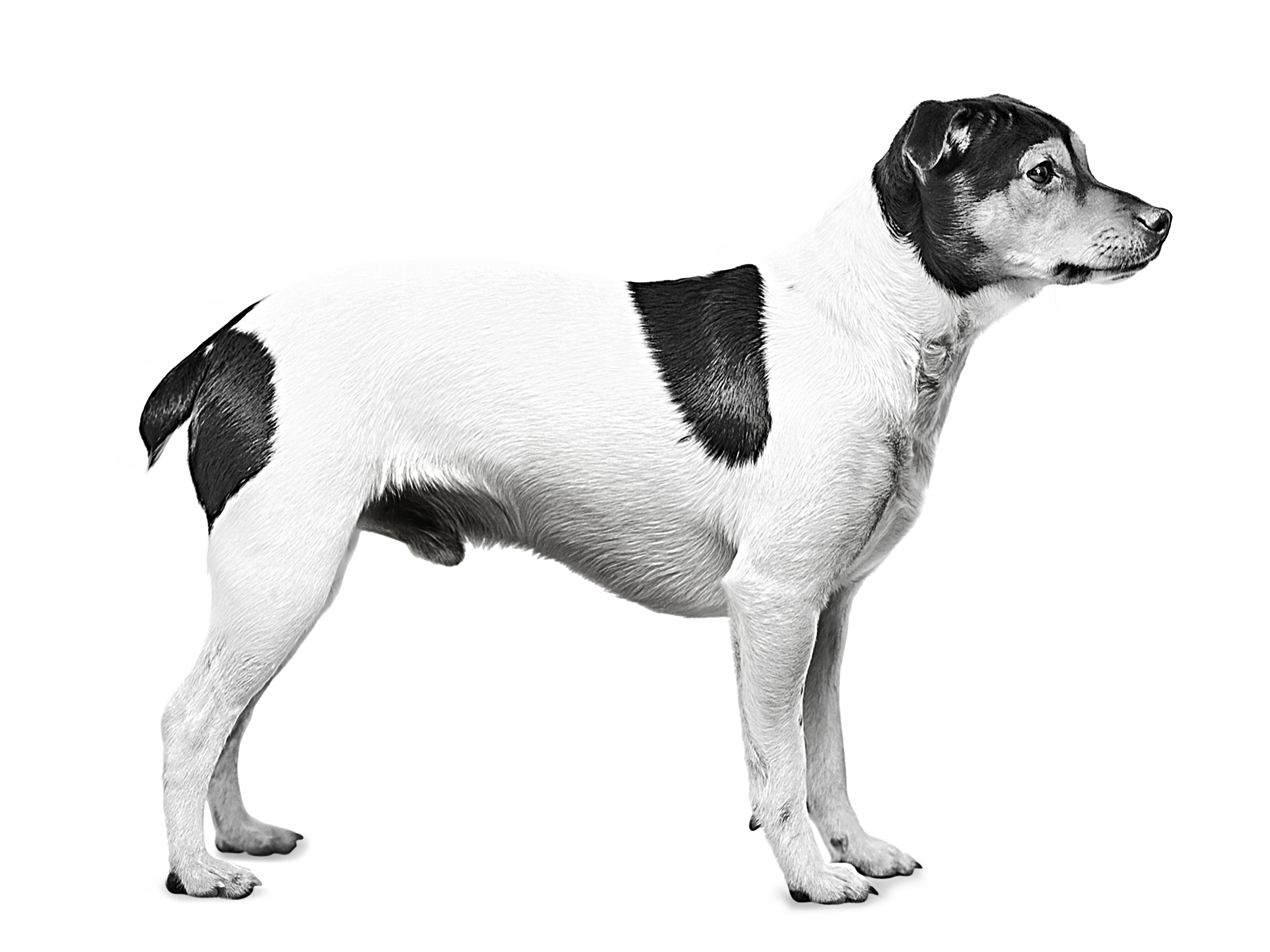 Danish-swedish farmdog black and white