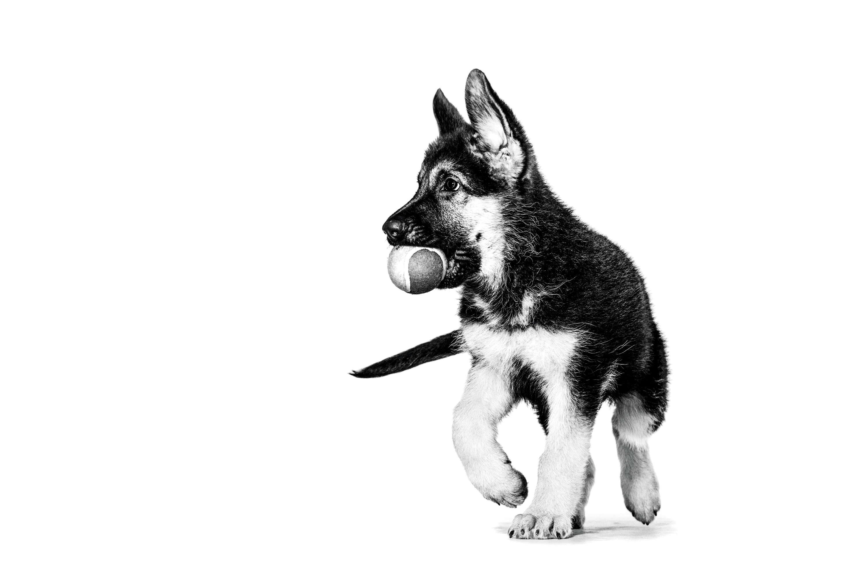 German Shepherd puppy in black and white on a white background with a ball in its mouth