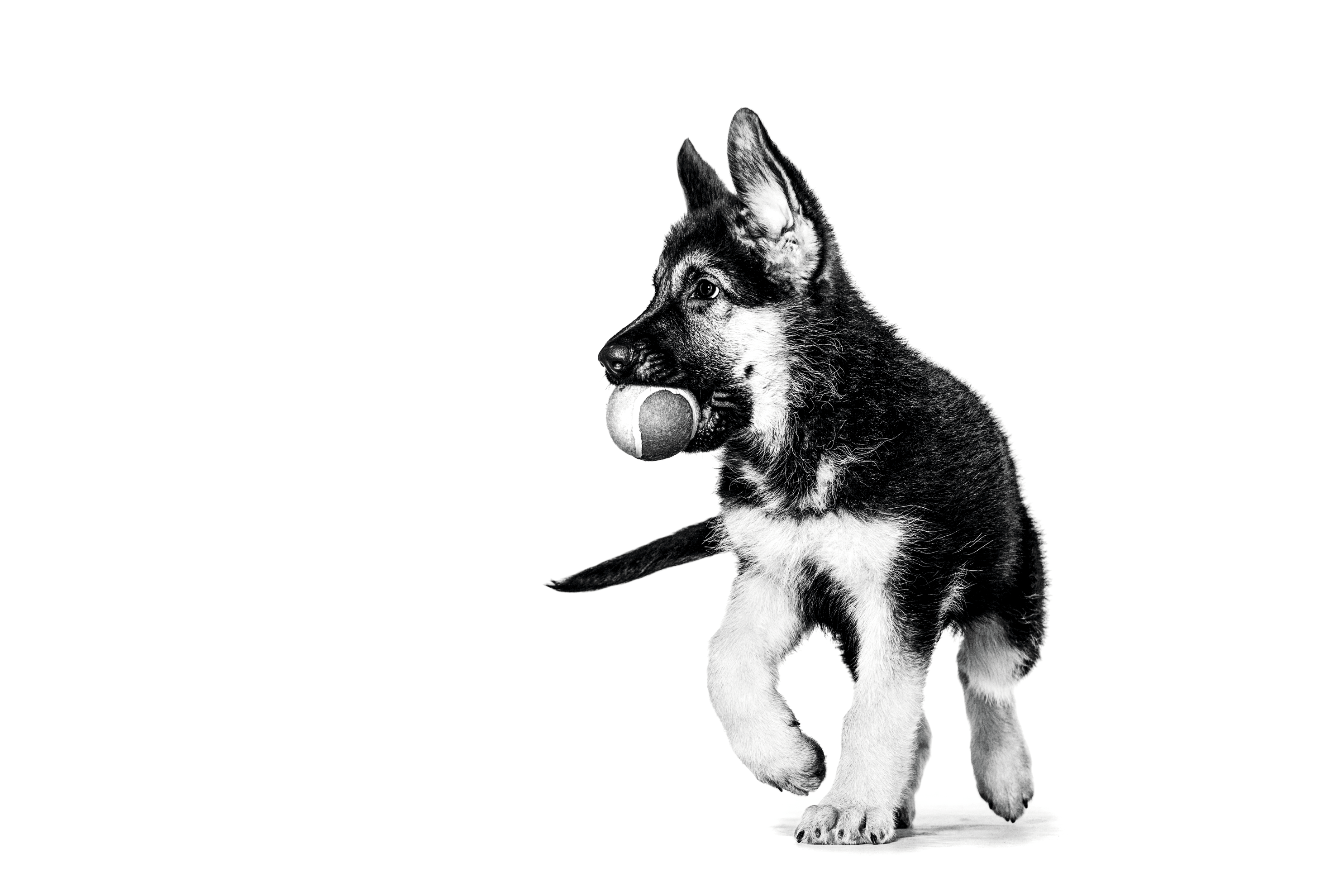 German shepherd puppy playing with a ball