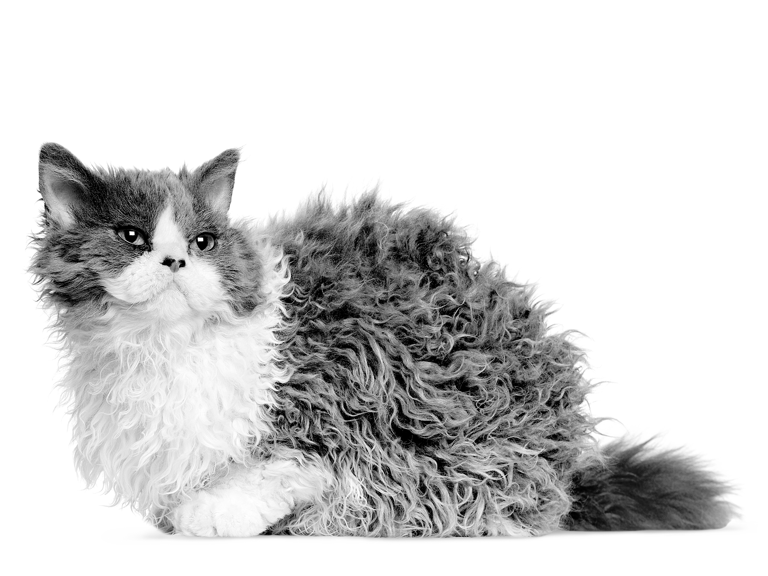 Selkirk Rex adult in black and white