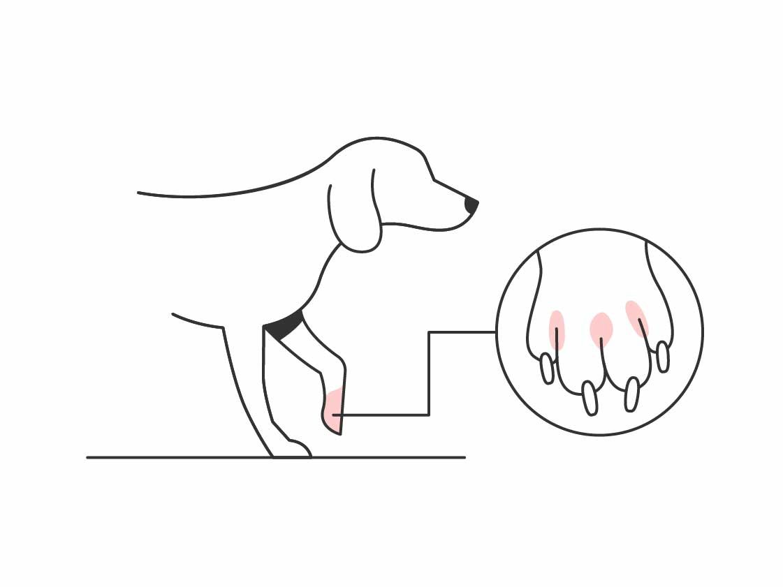 Illustration of a dog and a close up of their paw