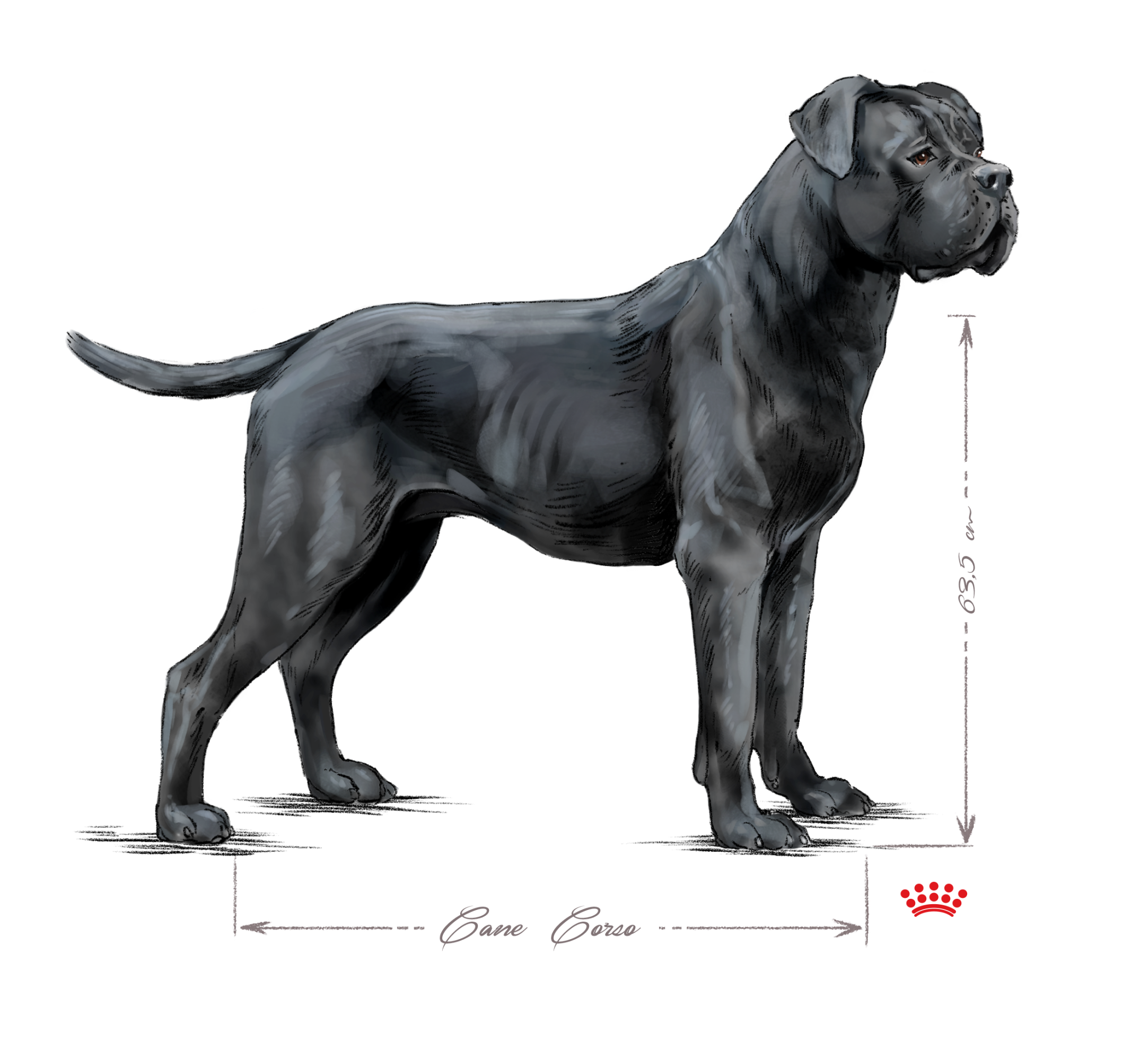 Cane corso black and white