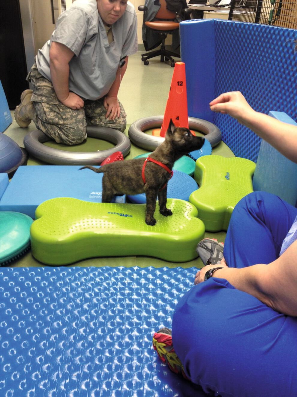 Développement neuronal du chien de travail