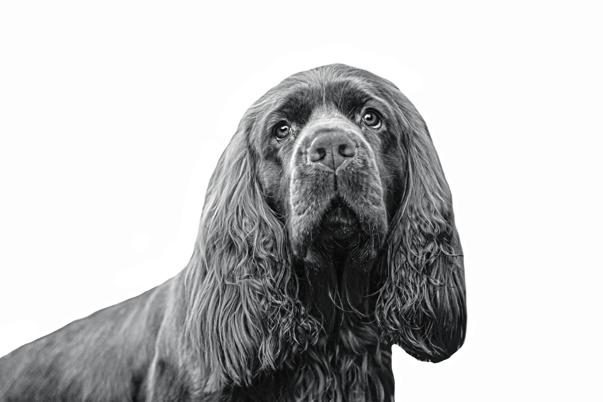 sussex-spaniel-bw