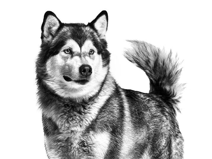 Black and white portrait of a standing Alaskan Malamute