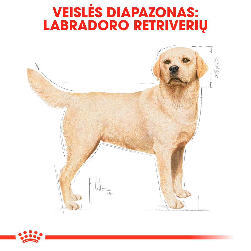 Labrador Retriever Adult