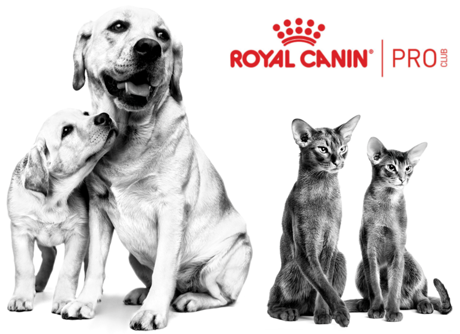Royal Canin Tenyésztői Klub