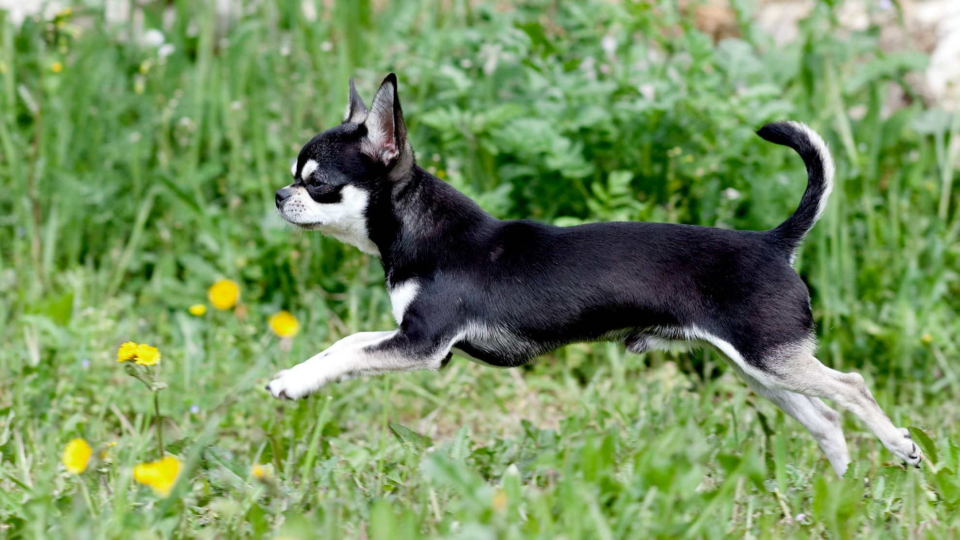 Glathåret chihuahua, der løber over græs