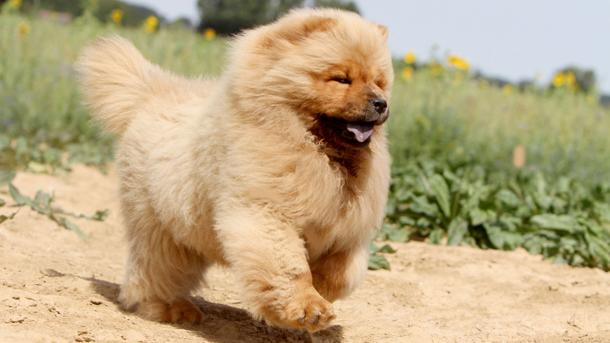 Tan Chow Chow puppy running across dry ground