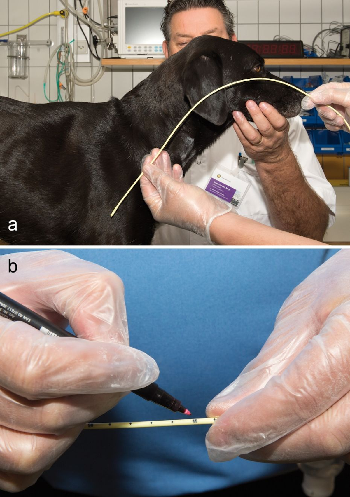 Determine the length of the feeding tube required to reach the thoracic inlet (a) and mark the point at which the tube should exit the nose using a waterproof pen (b).