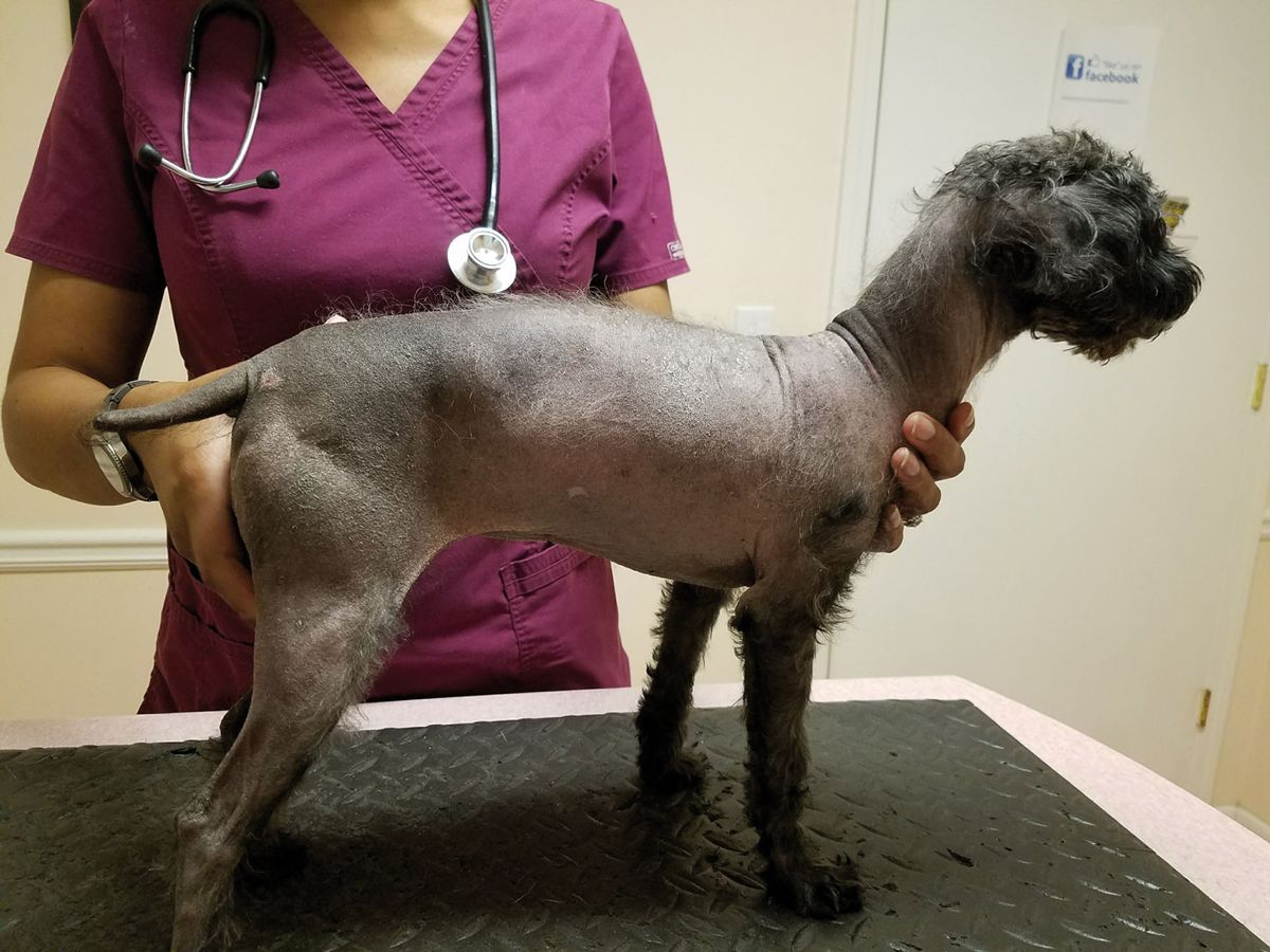 Figure 10. Generalized trunkal alopecia with dorsal hyperpigmentation and waxy seborrheic dermatitis caused by hyperestrogenism in a recently adopted adult female Poodle whose spay history was unknown.© Patricia D. White