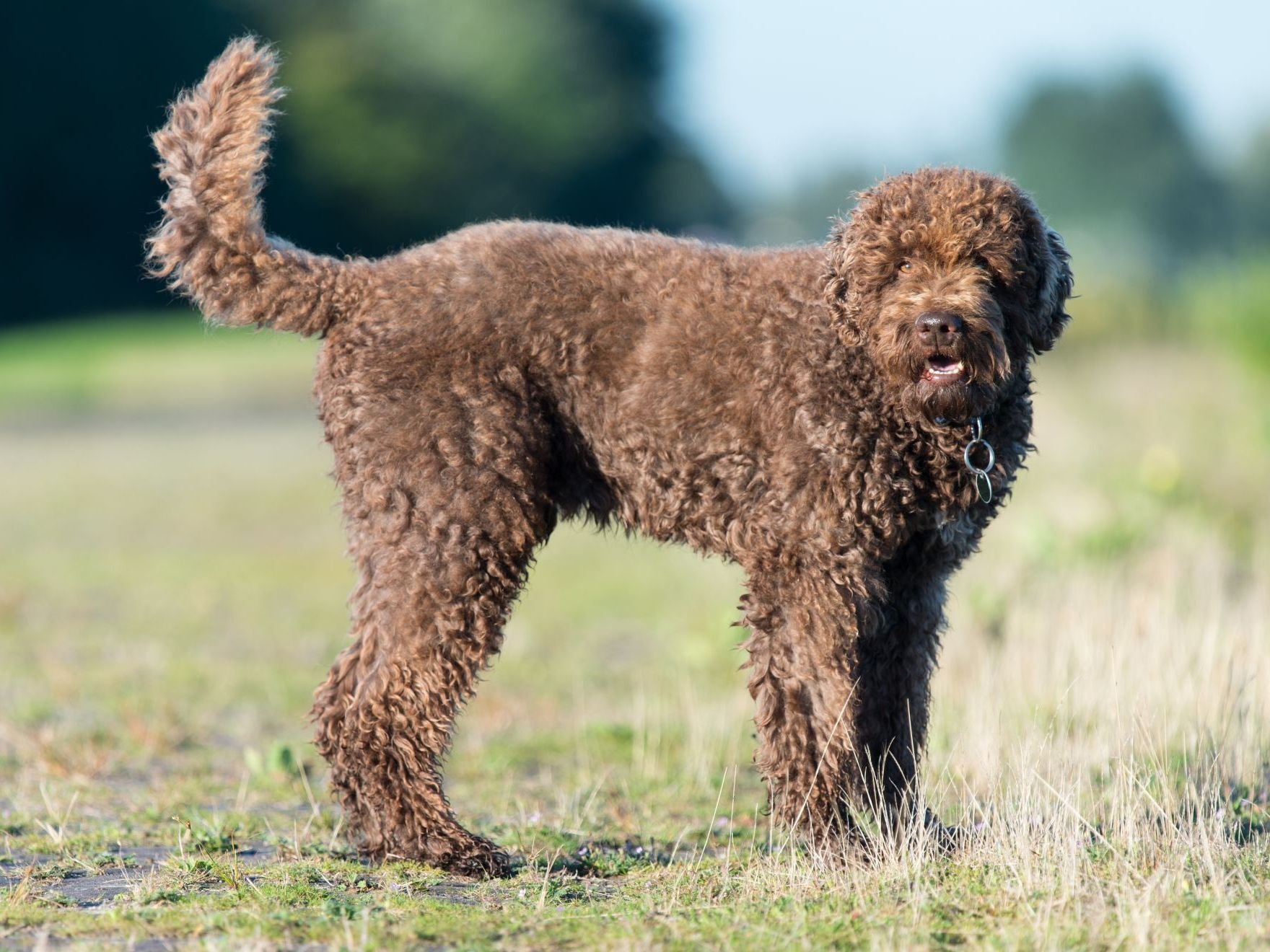 Barbet brun à fourrure épaisse