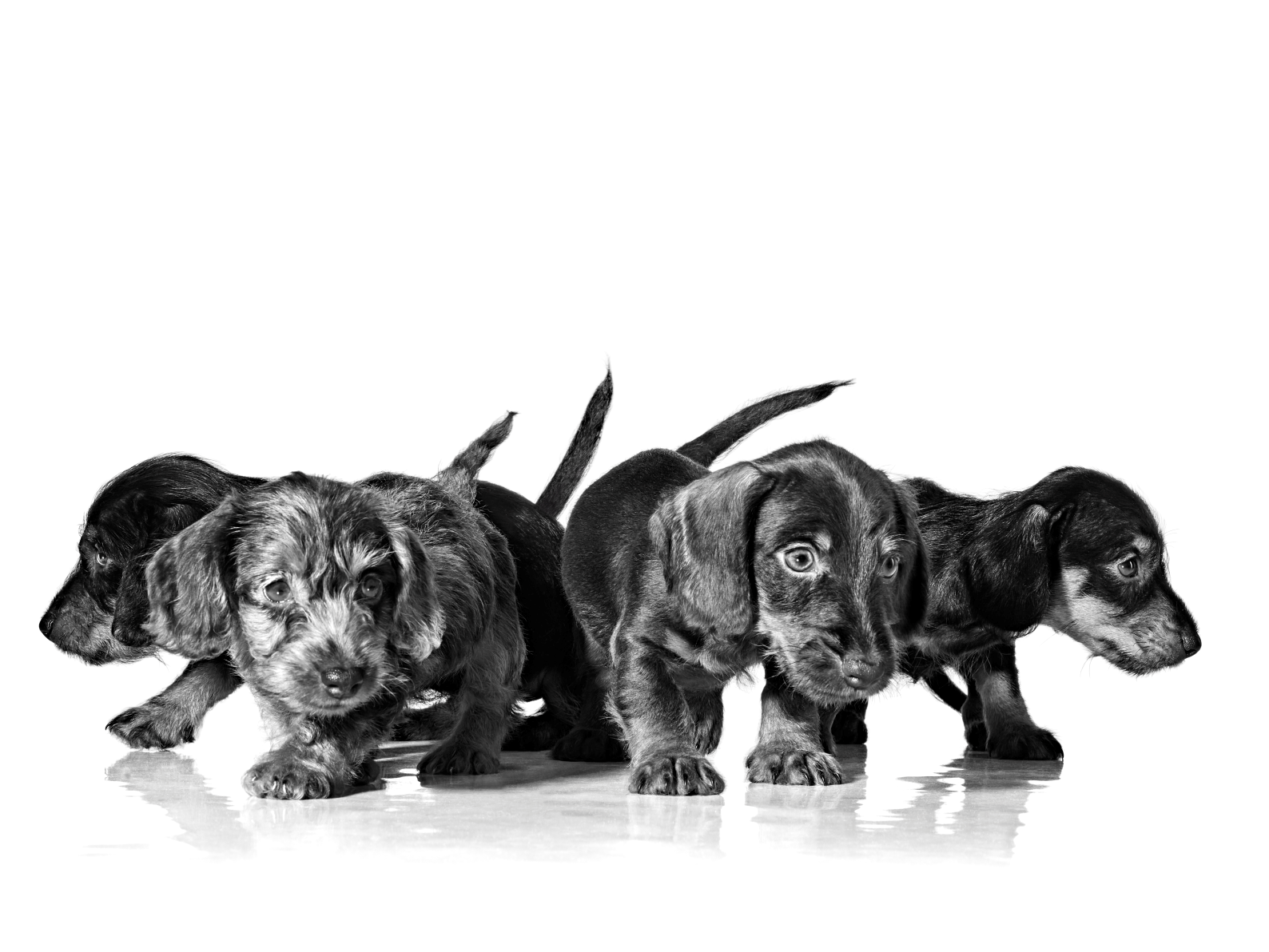 Dachshund puppies in black and white