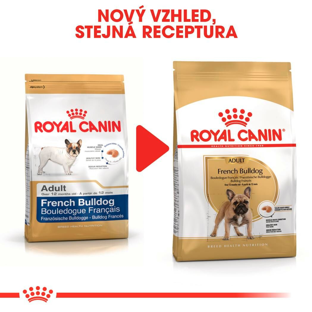 FRENCH BULLDOG Adult